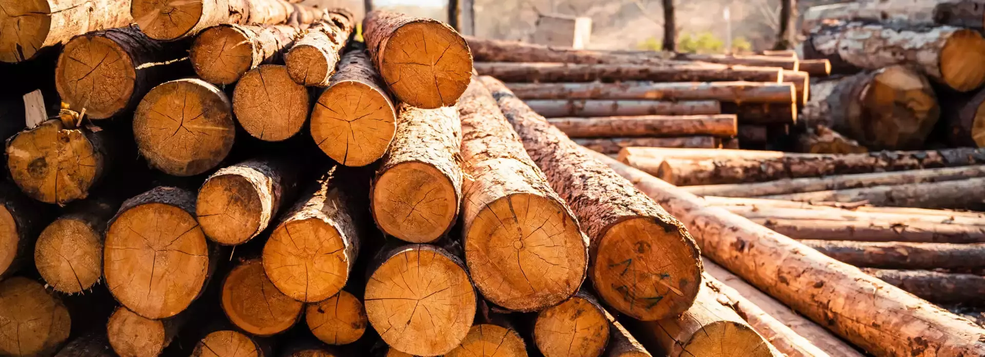 Optimol Lubrication Cogelsa Sawmill